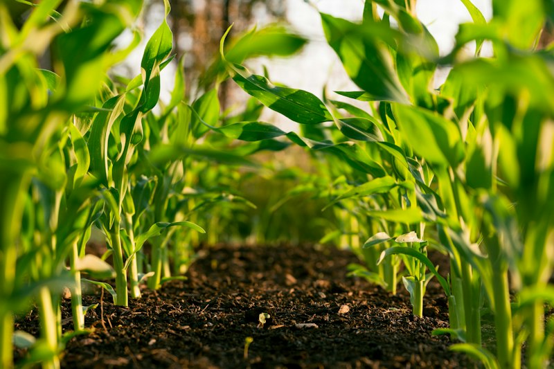 Agriculture isotopique